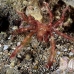 crab_decorator_ta_hsb_r_h_0429_kom5418.jpg
